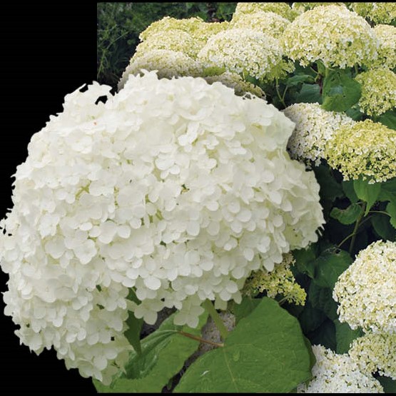 Гортензия древовидная Аннабель штамб 80